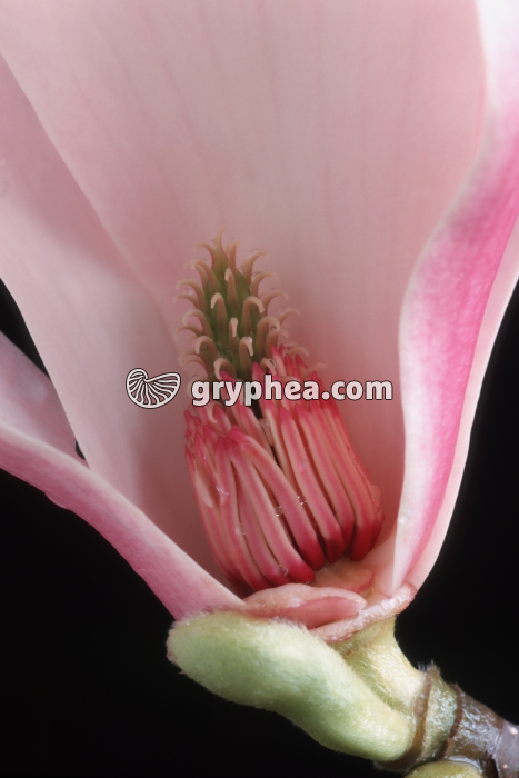 Magnolia (Magnolia sp.) - Fleur épanouie partiellement disséquée (détail) - gryphea.com